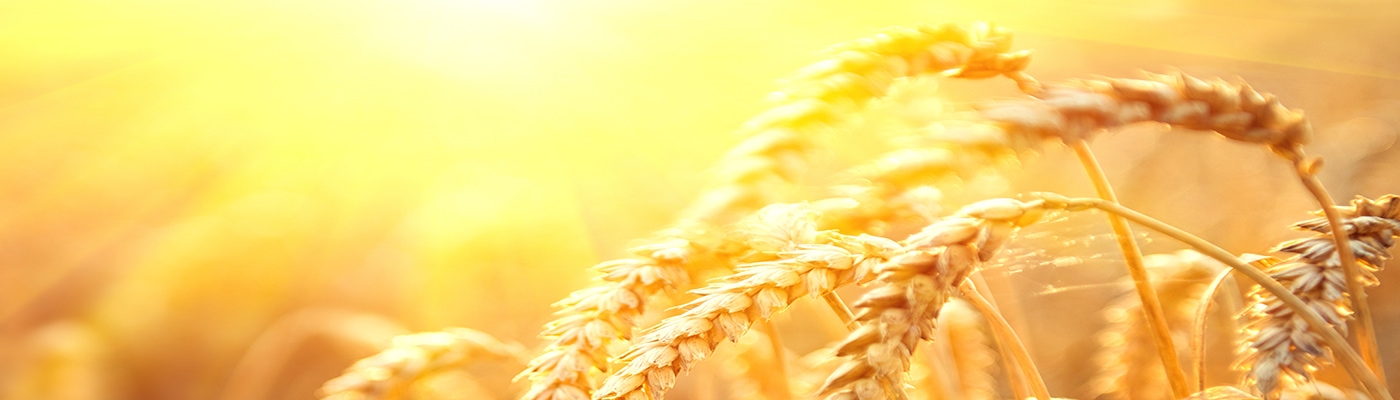 gold field DKM 1400x400 1