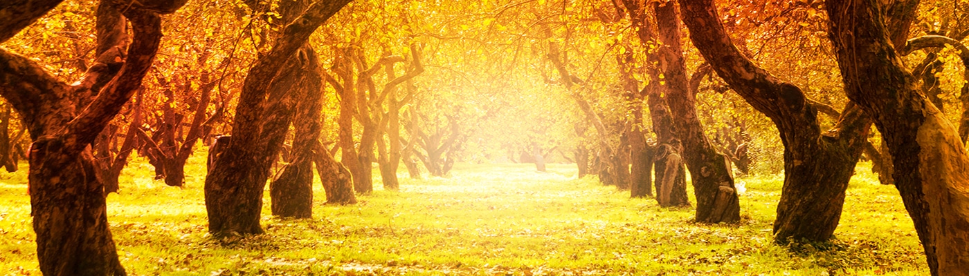 gold tree path 1400x400 1