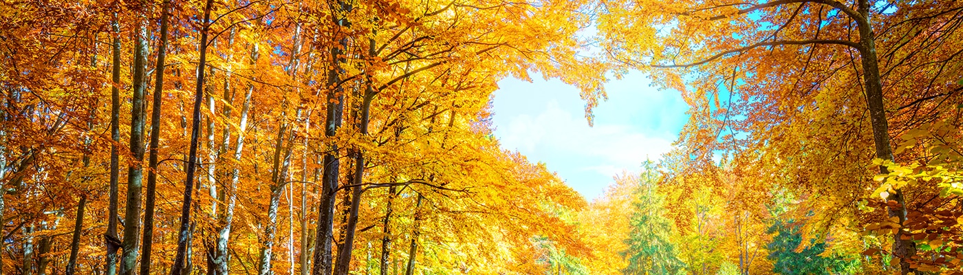 heart trees FOL 1400x400 1