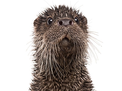 dreams of otter 72dpi 400x300 1