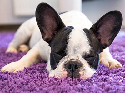 little dog 72dpi 400x300 1