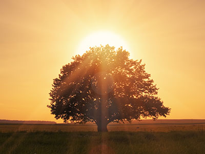 sacred tree 400x300 1