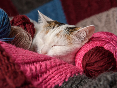 sleeping kitty 400x300 1