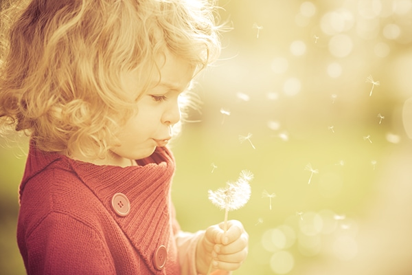 blowing dandelion golden light